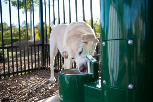 Fido Fountain - Image 2